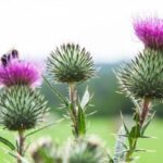 ל"סילימרין" המופק מצמח הגדילן המצוי יש יכולת מוכחת להפחתת שומן כבדי